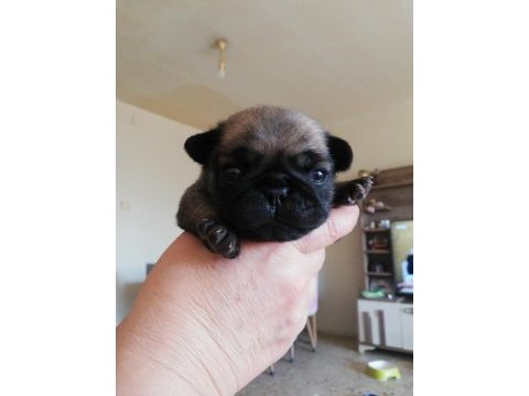 Pug mops yavru