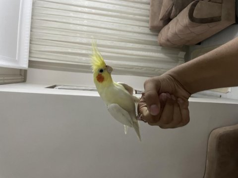Full evcil sultan papağanları