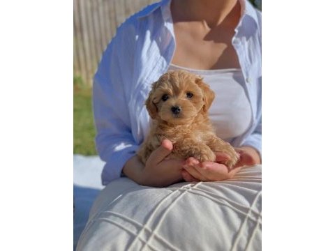 Maltipoo yavrularımız