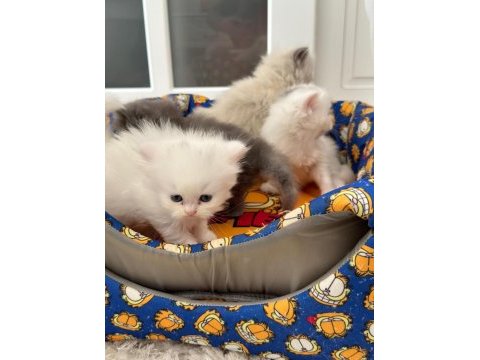 Chinchilla güzeller güzeli oğlum