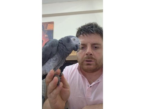 Uygun jako papağanı time yarı evcil