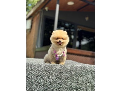 Sağlık ve ırk garantili pomeranian köpeğimiz
