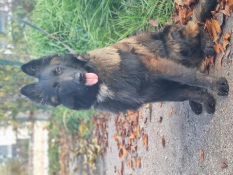 Evine bahçesine dost arayana özel yavru köpekler