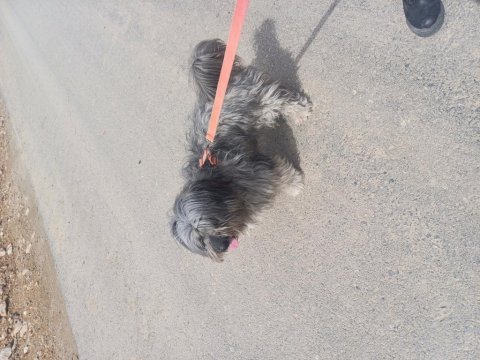 Terrier köpeği