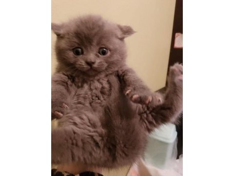 Safkan british longhair yavrumuz teslime hazır a kalite