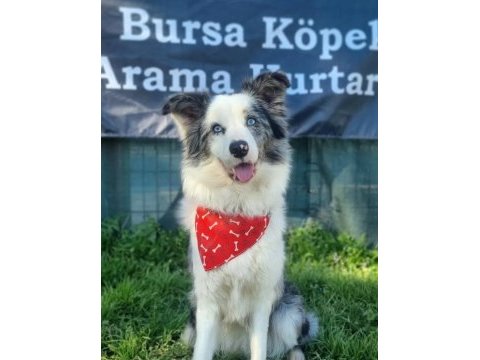 Üst kalite border collie bebekler