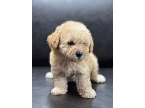 Maltipoo erkek yavru üç aylık