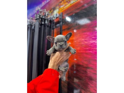Kaliteli blue french bulldog