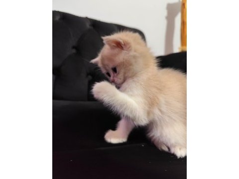 Yeni yuvasını arayan british shorthair