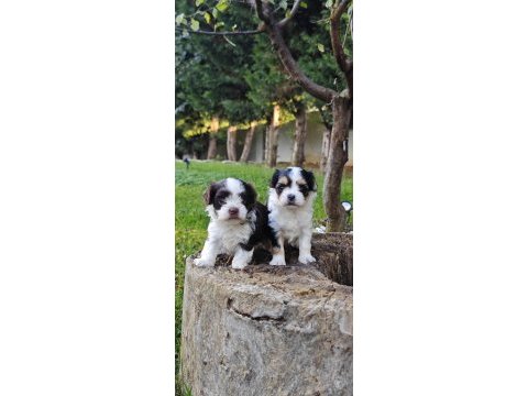 Şahane a kalite orjinal morkie yavrular