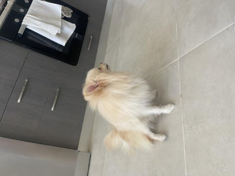6.7 aylık erkek pomeranian