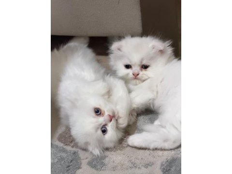 Irk ve sağlık garantili scottish fold
