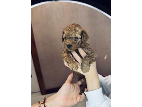 Muhteşem toy poodle yavruları