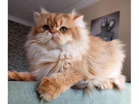 Golden erkek british longhair (eşleme ilanıdır)