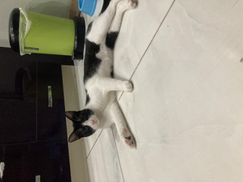 11 aylık bombay smokin yavrusu erkek kısır