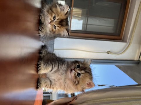 British longhair yavrularımız 50 günlük