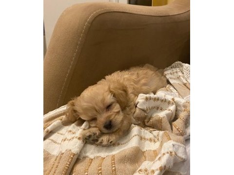 Maltipoo erkek 3 aylık f2