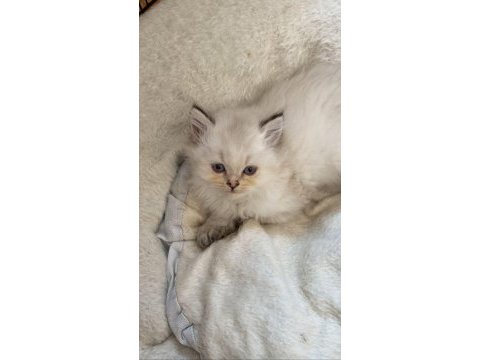 Safkan british longhair bluepoint dişi yavrular
