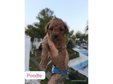 Poodle yavru köpekler