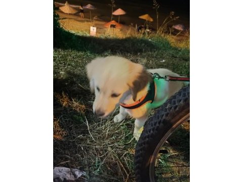 Golden retriever kızımız şira