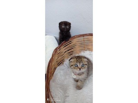 Cana yakın mükemmel bir yavru scottish fold