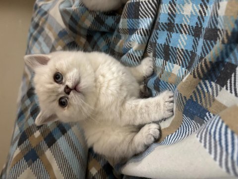 British shorthair lynx point