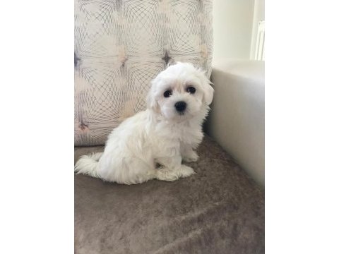 Tarım ve orman bakanlığı ruhsatlı maltipoo ve maltese