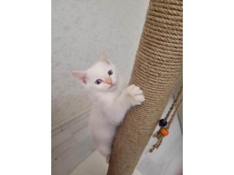 Sevimli british longhair kediler