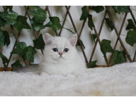 Ay1133 erkek british shorthair golden point