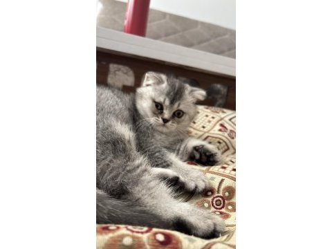 Scottish fold oğlumuz yeni yuvasını arıyor
