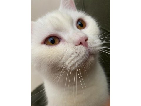 Acil sahiplendirme british shorthair