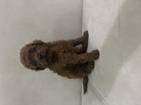 Teslime hazır poodle yavrular