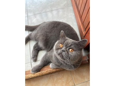 Scottish fold kısırlaştırmış erkek kedimiz yuva arıyor