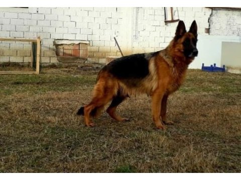 Alman (çoban) kurdu yavruları mükemmeli arayanlara