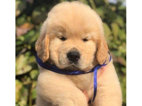Golden retriever köpekler