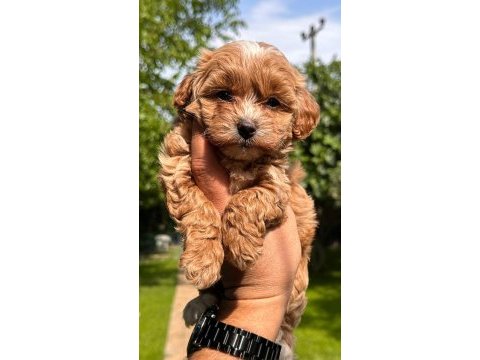 Maltipoo tatlış köpekler
