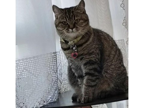 British shorthair 6 yaşında