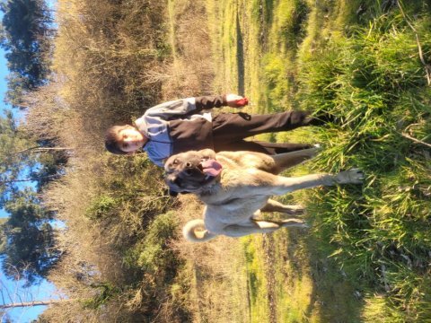 Anadolu çoban köpeğı 90+