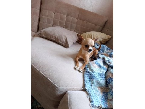 A kalite chihuahua