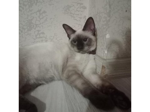 Mavi gözlü siyam kedilerimiz