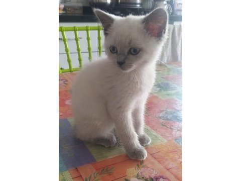 British shorthair blue point