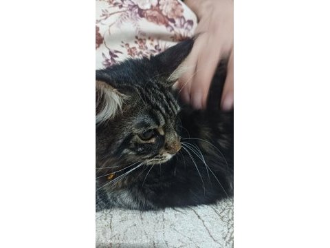 Kedilerin asili maine coon kedimiz