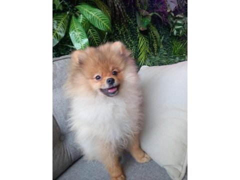 5 aylık erkek çipli pomeranian