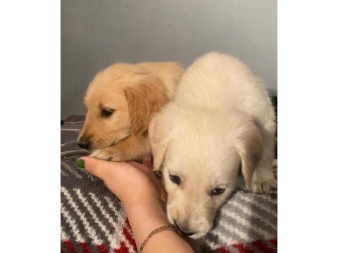 Bir dişi ve bir erkek golden retriever yavru