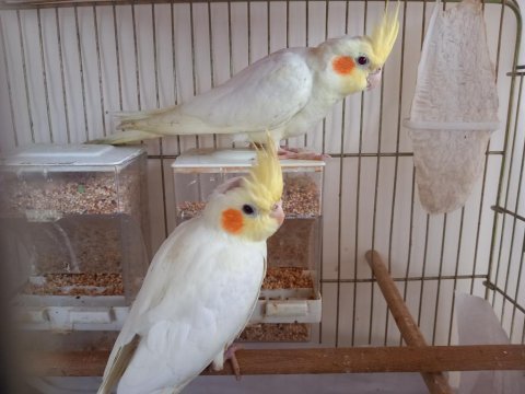 Albino lutino karışımlı yavrular(melez)
