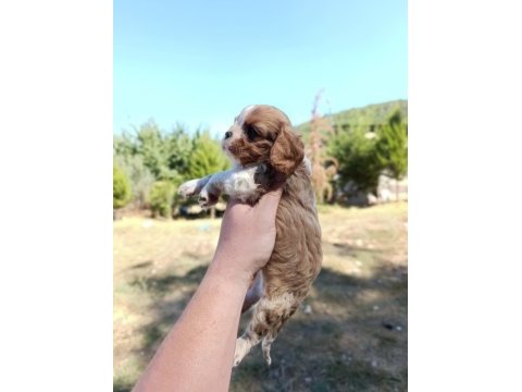 Irkının süper starı cavalier king charles