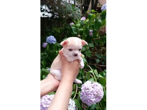 Şivava (chihuahua) yavrusu