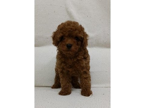 Toy poodle yavru köpeği