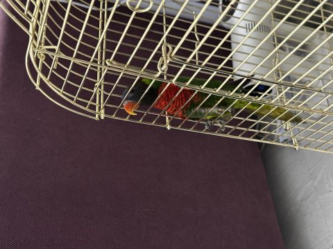 Mükemmel yavru gökkuşağı lori papağanı