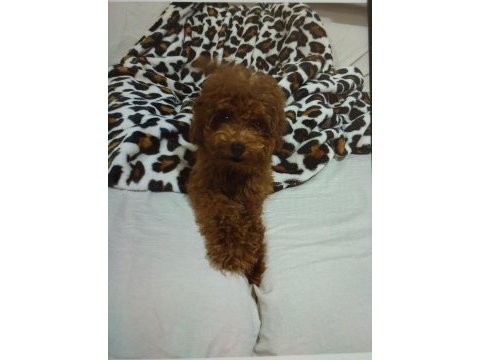 Acil toy poodle istanbul anadolu yakası